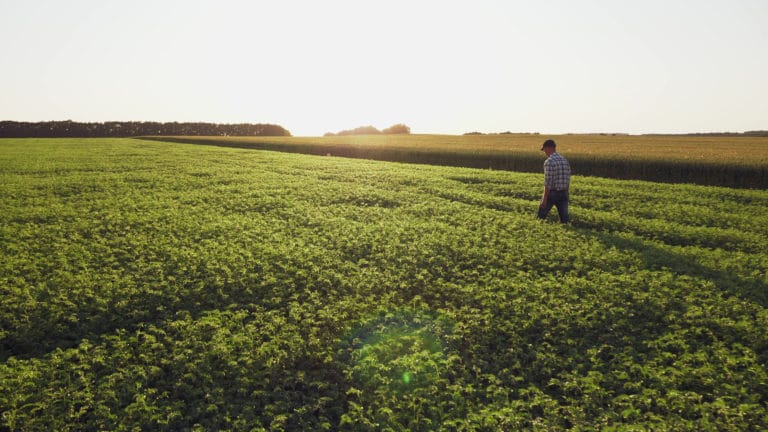 Le grand guide du pois chiche : tout ce que tu dois savoir sur ce petit pois